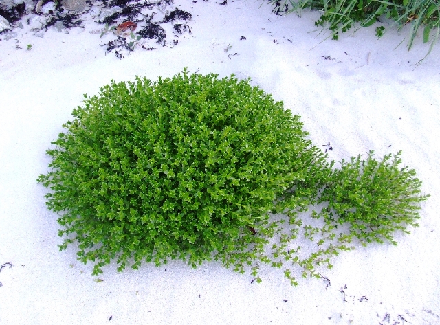 Beautiful Green.JPG